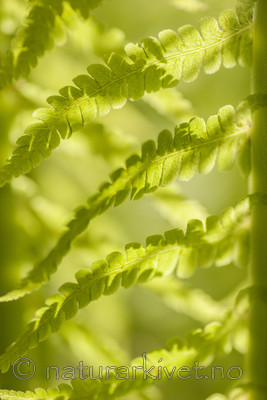 KA_06_1_0638 / Matteuccia struthiopteris / Strutseving