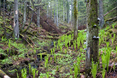 KA_06_1_0659 / Matteuccia struthiopteris / Strutseving