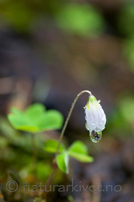 KA_06_1_0671 / Oxalis acetosella / Gjøkesyre