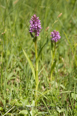 KA_06_1_0750 / Dactylorhiza incarnata / Engmarihand