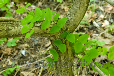 KA_06_1_0835 / Vicia pisiformis / Ertevikke