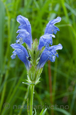KA_06_1_0840 / Dracocephalum ruyschiana / Dragehode