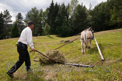 KA_06_1_0905 / Equus caballus / Hest