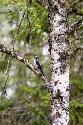 KA_06_1_1111 / Picoides tridactylus / Tretåspett