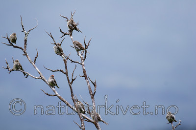 KA_06_1_1114 / Carduelis flammea / Gråsisik