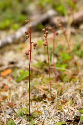 KA_06_1_1231 / Pyrola chlorantha / Furuvintergrønn
