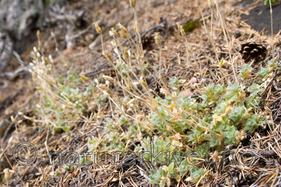 KA_06_1_1235 / Cerastium alpinum lanatum / Ullarve