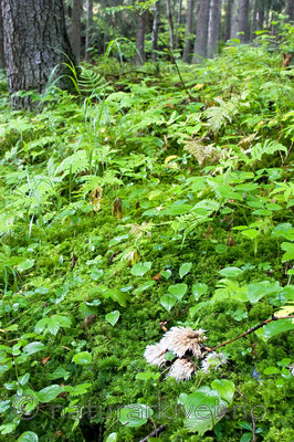 KA_06_1_1269 / Thelephora penicillata / Skjeggfrynsesopp