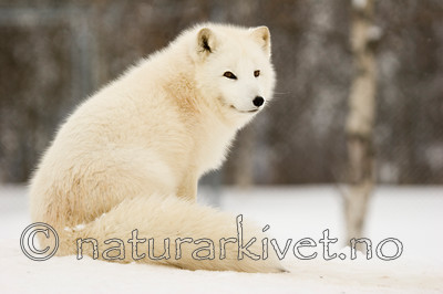 KA_07_1_0159 / Vulpes lagopus / Fjellrev