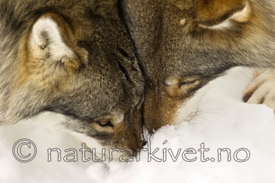 KA_07_1_0166 / Canis lupus / Ulv