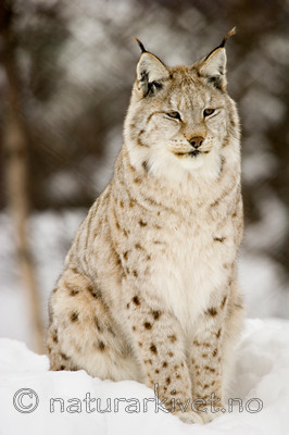 KA_07_1_0206 / Lynx lynx / Gaupe