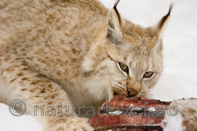 KA_07_1_0212 / Lynx lynx / Gaupe