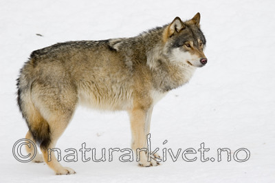 KA_07_1_0218 / Canis lupus / Ulv