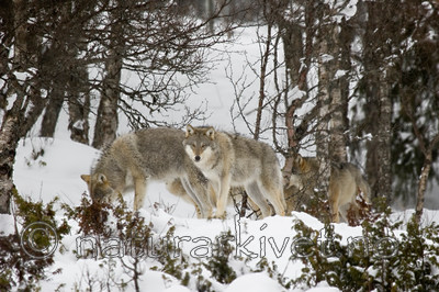 KA_07_1_0222 / Canis lupus / Ulv