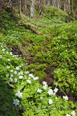 KA_07_1_0448 / Anemone nemorosa / Hvitveis