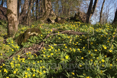 KA_07_1_0479 / Anemone ranunculoides / Gulveis