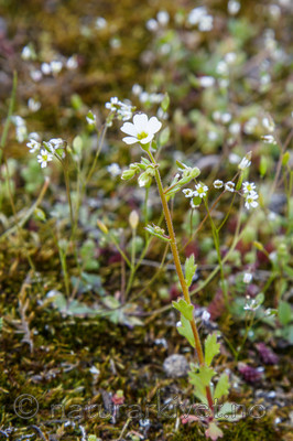 KA_07_1_0530 / Saxifraga osloënsis / Oslosildre