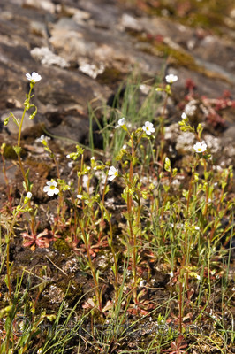 KA_07_1_0533 / Saxifraga osloënsis / Oslosildre
