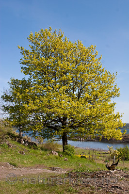 KA_07_1_0561 / Acer platanoides / Spisslønn