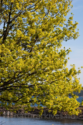 KA_07_1_0562 / Acer platanoides / Spisslønn