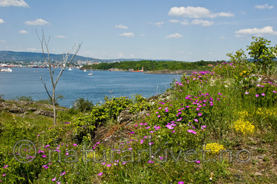 KA_07_1_0877 / Geranium sanguineum / Blodstorkenebb <br /> Sedum acre / Bitterbergknapp