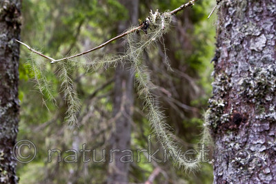 KA_07_1_0898 / Usnea longissima / Huldrestry