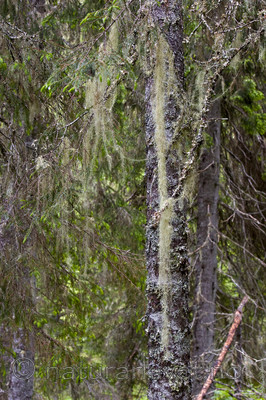 KA_07_1_0900 / Usnea longissima / Huldrestry