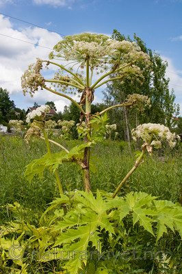 KA_07_1_0955 / Heracleum mantegazzianum / Kjempebjørnekjeks