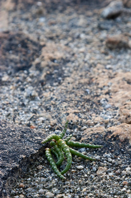 KA_07_1_1319 / Salicornia europaea / Salturt