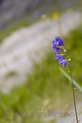 KA_07_1_1392 / Polemonium caeruleum / Fjellflokk