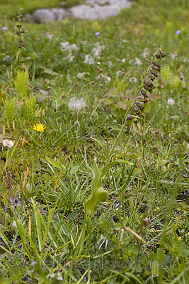 KA_07_1_1443 / Dryas octopetala / Reinrose <br /> Epipactis atrorubens / Rødflangre