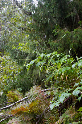 KA_07_1_1599 / Cinna latifolia / Huldregras