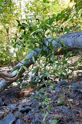 KA_07_1_1700 / Viscum album / Misteltein