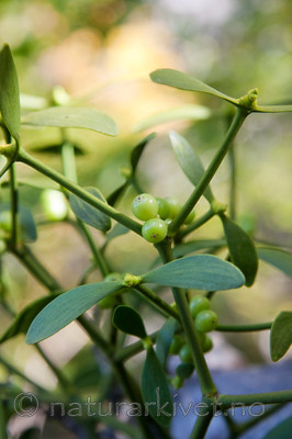 KA_07_1_1703 / Viscum album / Misteltein