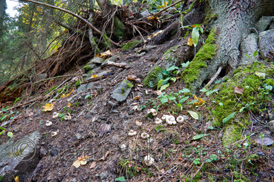 KA_07_1_1782 / Geastrum fimbriatum / Brun jordstjerne