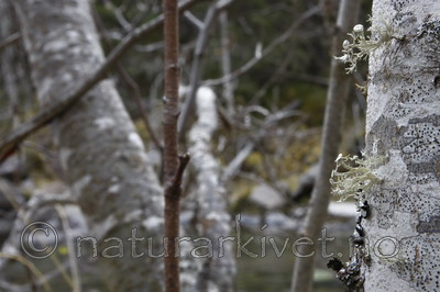 KA_07_1_1812 / Ramalina sinensis / Flatragg