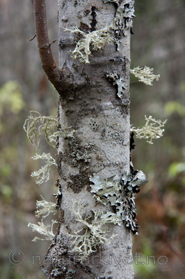 KA_07_1_1813 / Ramalina sinensis / Flatragg