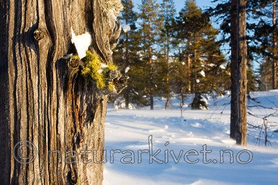 KA_08_1_0046 / Letharia vulpina / Ulvelav