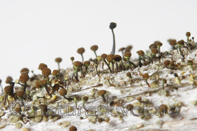 KA_08_1_0184 / Chaenotheca phaeocephala / Stautnål