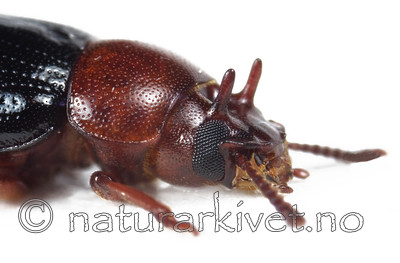 KA_08_1_0276 / Neomida haemorrhoidalis