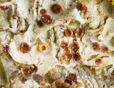 KA_08_1_0290 / Pachyphiale carneola