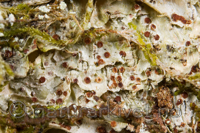 KA_08_1_0291 / Pachyphiale carneola