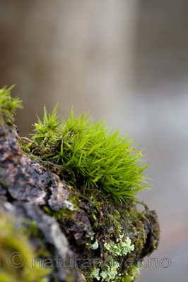 KA_08_1_0522 / Dicranum viride / Stammesigd