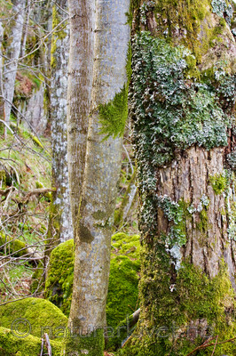 KA_08_1_0737 / Lobaria amplissima / Sølvnever <br /> Ulmus glabra / Alm