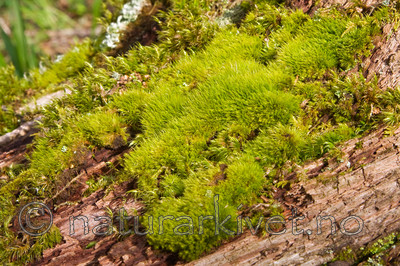 KA_08_1_0742 / Dicranum tauricum / Barksigd