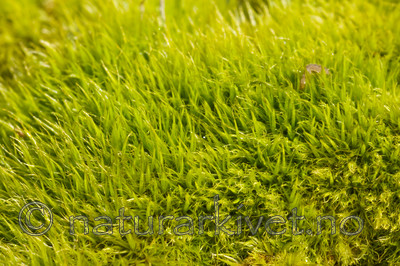 KA_08_1_0744 / Dicranum tauricum / Barksigd