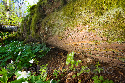 KA_08_1_0760 / Xylobolus frustulatus / Ruteskorpe