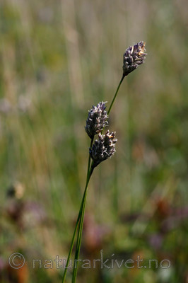 KA_08_1_0969_w / Sesleria caerulea / Svenskegras