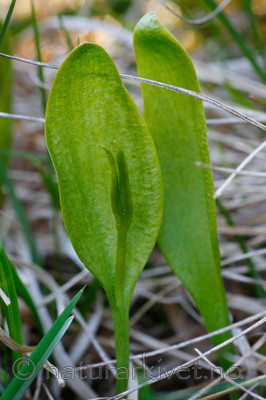 KA_08_1_0993_w / Ophioglossum vulgatum / Ormetunge