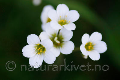 KA_08_1_1040_w / Saxifraga granulata / Nyresildre